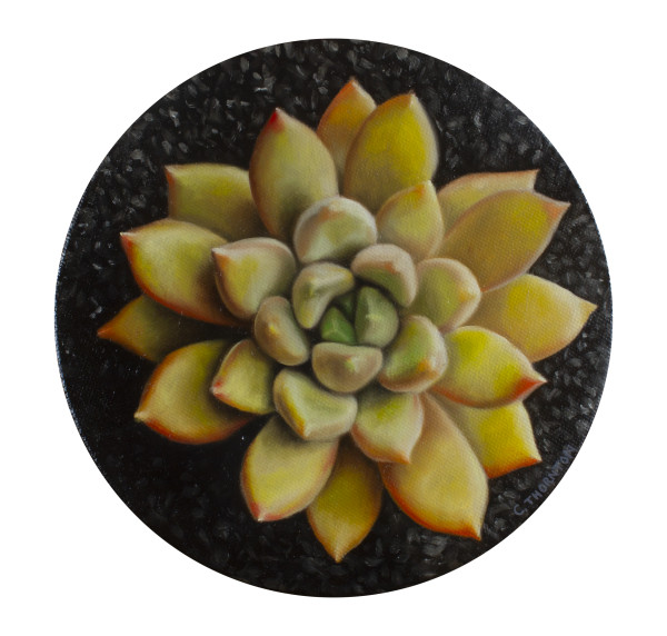 Succulent Study #1 by Casey Thornton
