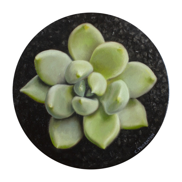 Succulent Study #3 by Casey Thornton