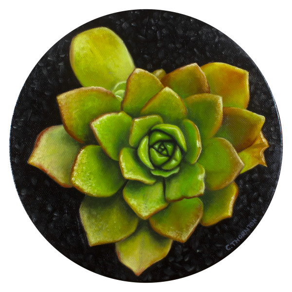 Succulent Study #4 by Casey Thornton