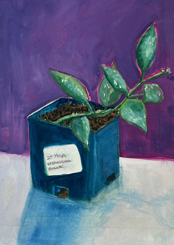 Hoya krohnian "Black" by KJ Bateman