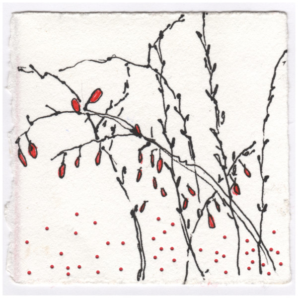 Barberry at Dusk. #030