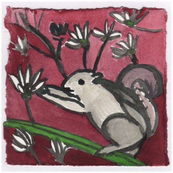 A Squirrel Eating a Star Magnolia Bud. #109