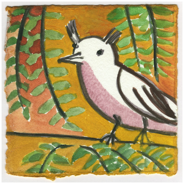 A Youngster With Tufts #149