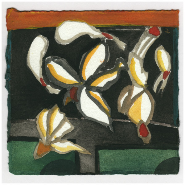 Black Locust Blossoms on My Black Car. #154