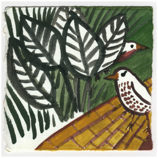 A Young Robin on the Path- And His Mother. #162