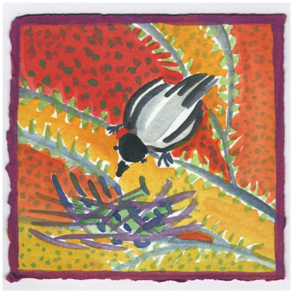 Chickadee Sees the Nest. #217