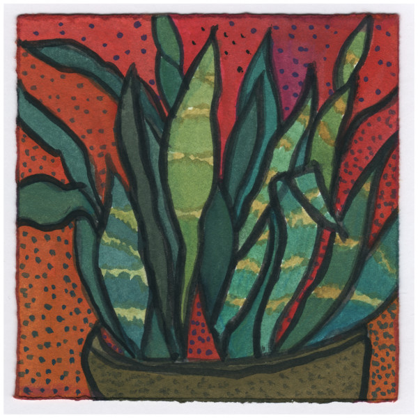 The Sansevieria. 12/30/14. #387