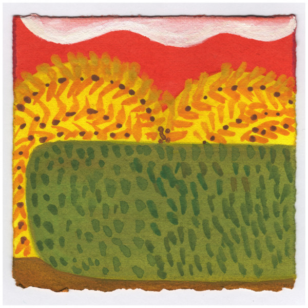 Forsythia Behind the Privet on Massachusetts Avenue. #490