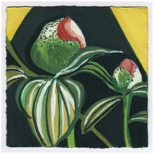 Peony Buds Tonight. #518