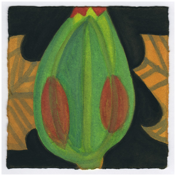 A Tulip Poplar Bud. #525