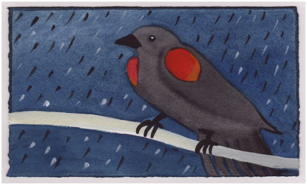 A Redwing Blackbird in the Rain. #874 by Raya Bodnarchuk, Estate, Image 1.