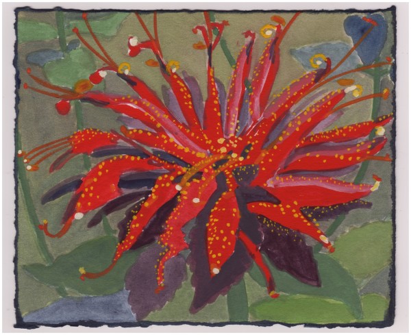 Scarlet Bee Balm. #942