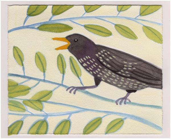 It Is Too Hot For This Starling. #964