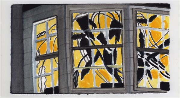 The Night Blooming Cereus From Outside. #1101