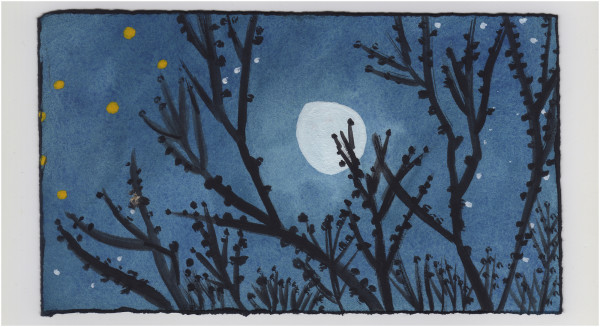 Buds on a Clear Night. #1194