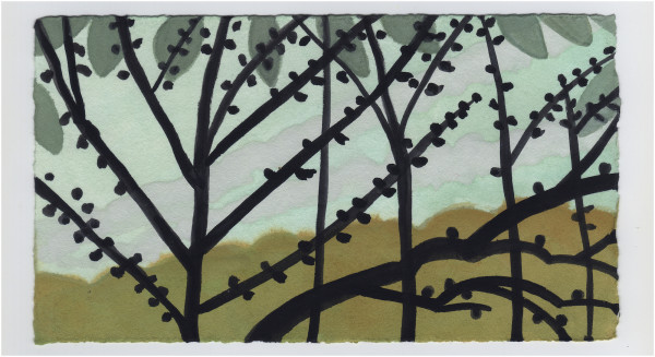 The Pawpaws are Blooming. #1234