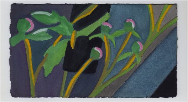 Peony Buds at Night. #1237