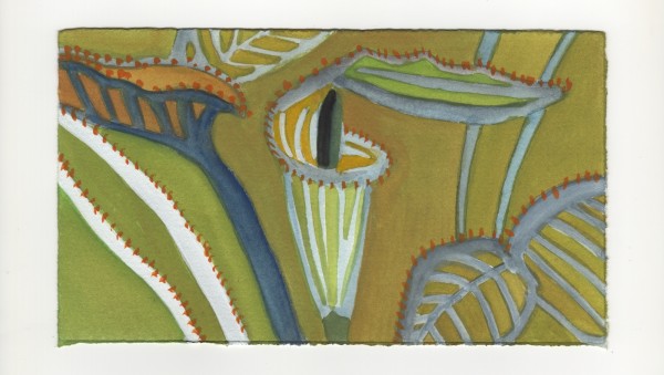 The Jack in the Pulpit. #1245