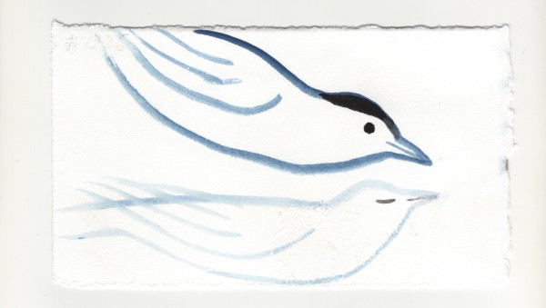 For the Catbird. #1326