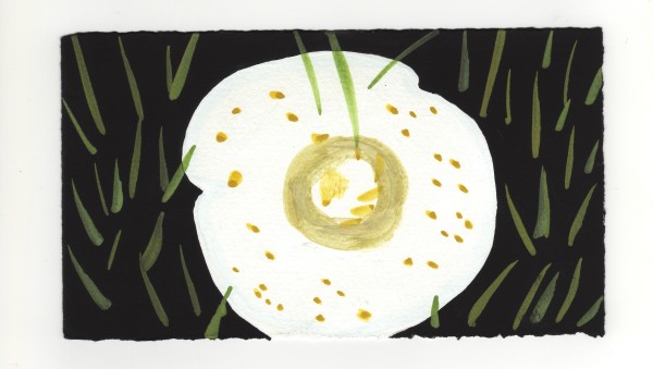 A Fairy Mushroom. #1346