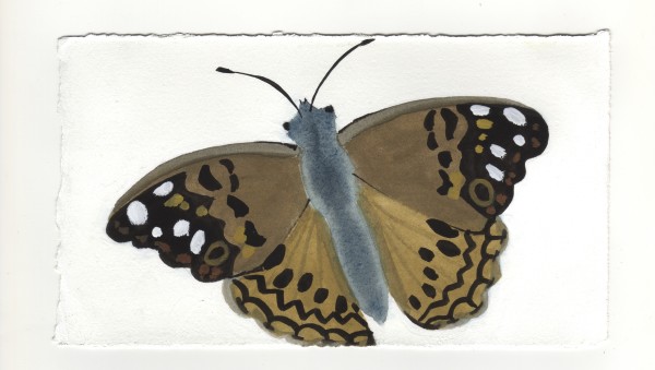 The Hackberry Butterfly on the White Car. #1349