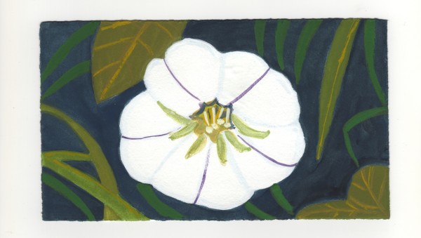 A Morning Glory. #1350