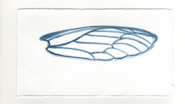 A Locust's Wing. #1361