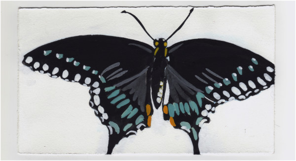 A Swallowtail Butterfly on Theodore Roosevelt Island. #1364