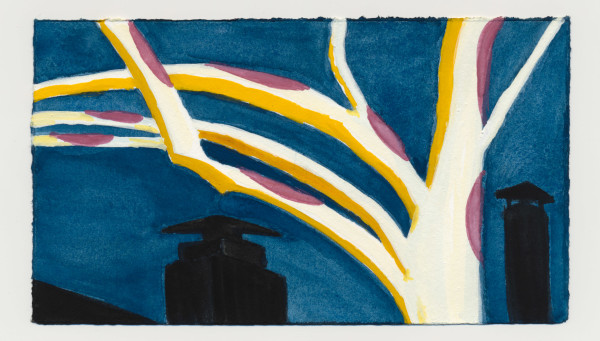 Some Golden Light on the Sycamore. #1477