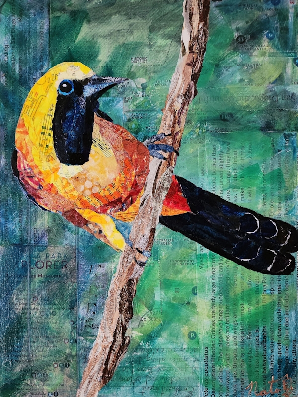 Birds of Balboa Park: Hooded Oriole by Poppyfish Studio: The Art of Natasha Monahan Papousek