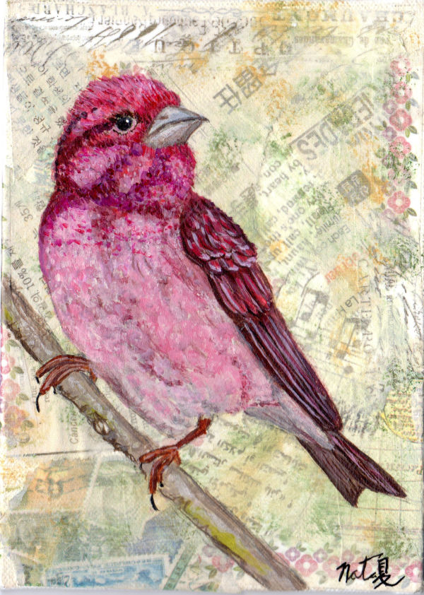 Birds of Balboa Park: Purple Finch by Poppyfish Studio: The Art of Natasha Monahan Papousek