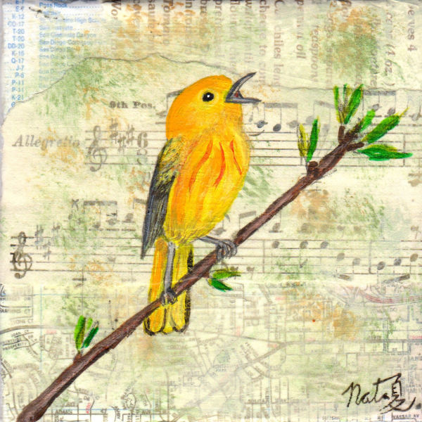 Birds of Balboa Park: Yellow Warbler by Natasha Papousek