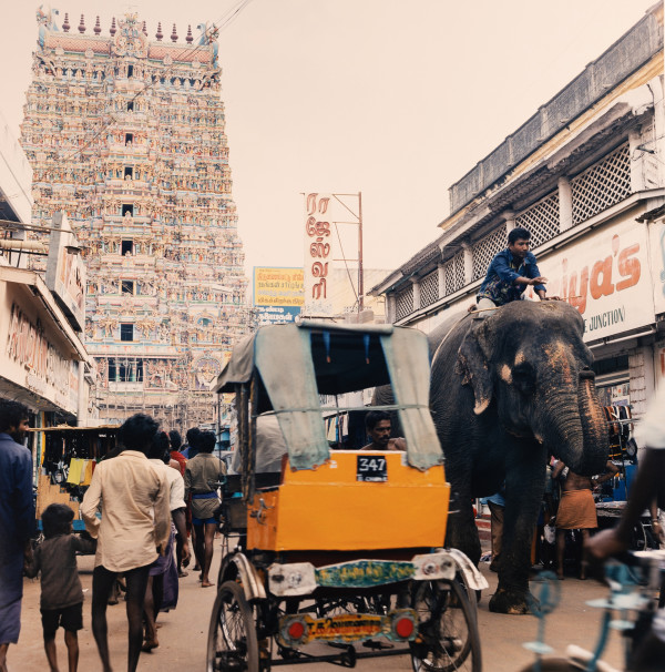 Elephant Rider (Kovalam, India) by Amie Potsic