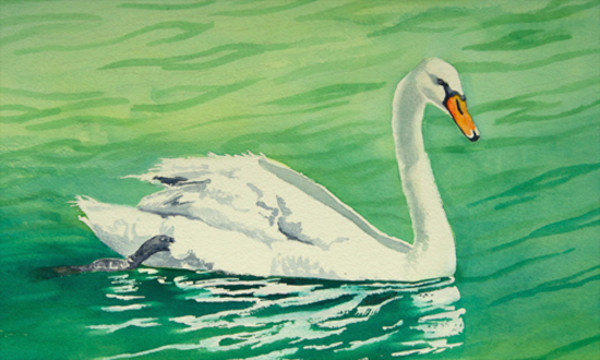 Swan on the Water by Terry Arroyo Mulrooney