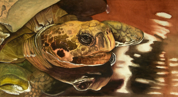 Tommy Turtle by Terry Arroyo Mulrooney
