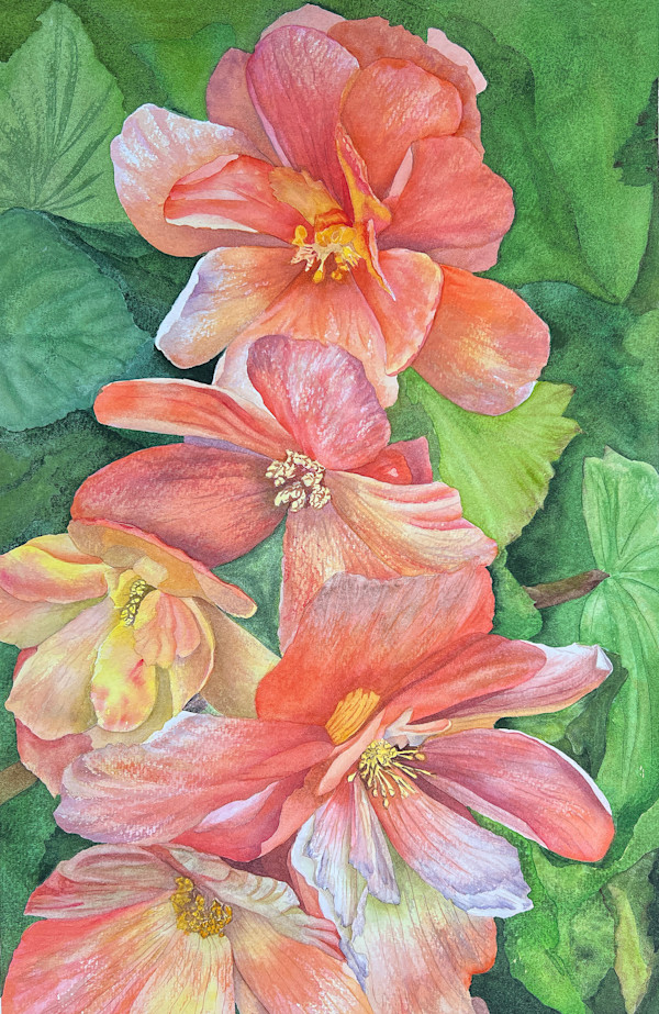 Begonia Bouquet by Teresa Beyer