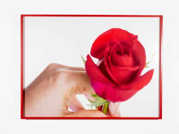 Beautiful Beautiful Beautiful Rose I by Amy Beecher