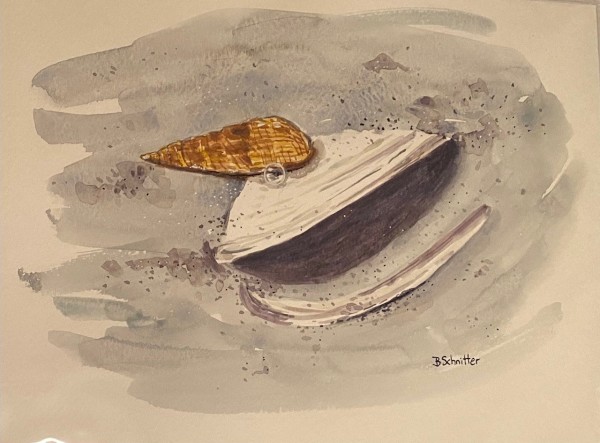 tidal pool shells by Bonnie Schnitter