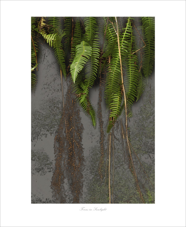 Ferns in Sunlight #2 of 25 by James H. Marks