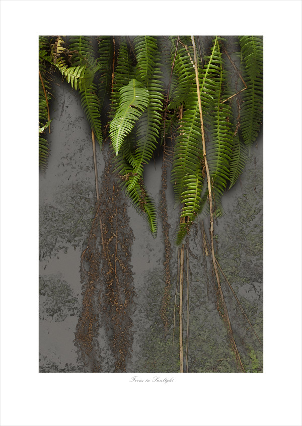 Ferns in Sunlight (24x30) #1 of 5 by James H. Marks