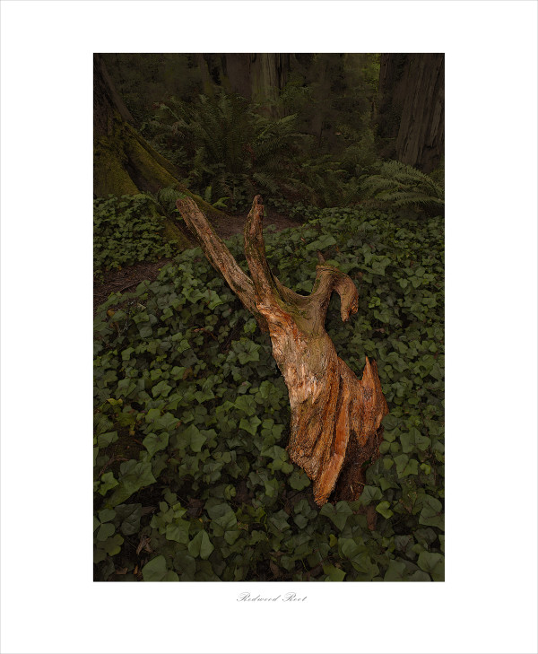 Redwood Root #2 of 25 by James H. Marks
