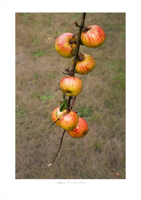 Apples Over the Fence (30x24) #1 of 5 by James H. Marks