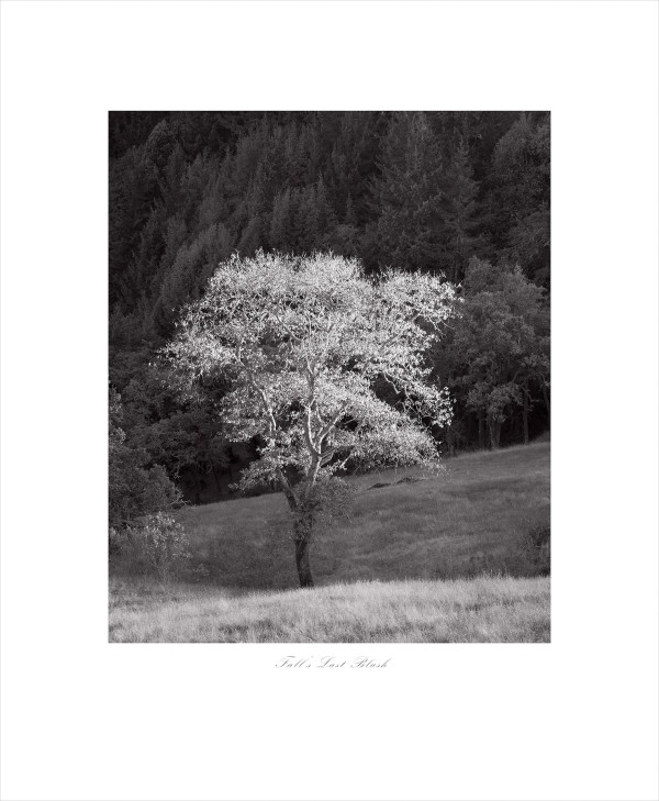 Fall's Last Blush (Monochrome) #3 of 25 by James H. Marks
