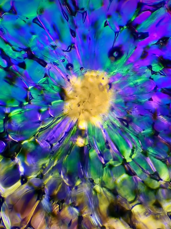 Macro 71 by Robin Moore