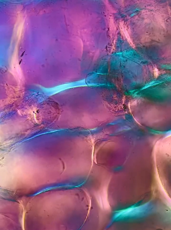 Macro 81 by Robin Moore