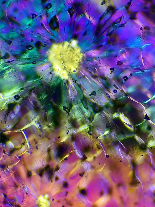 Macro 84 by Robin Moore