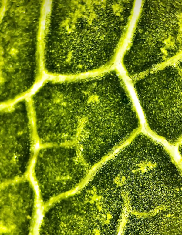 Macro 68 by Robin Moore