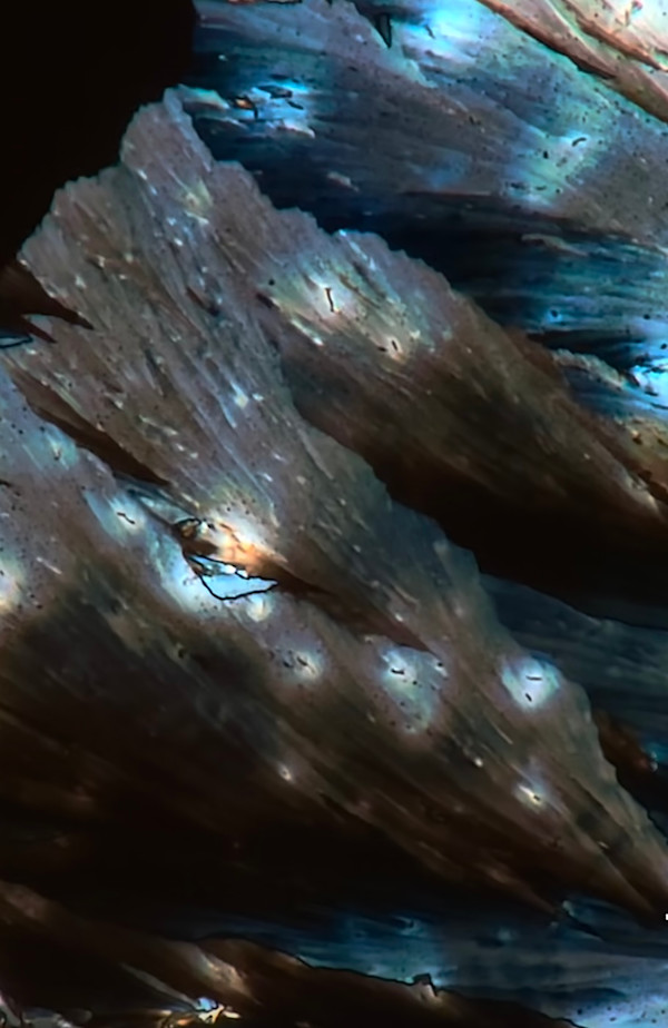 Macro 37 by Robin Moore