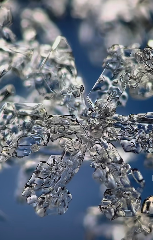 Macro 36 by Robin Moore