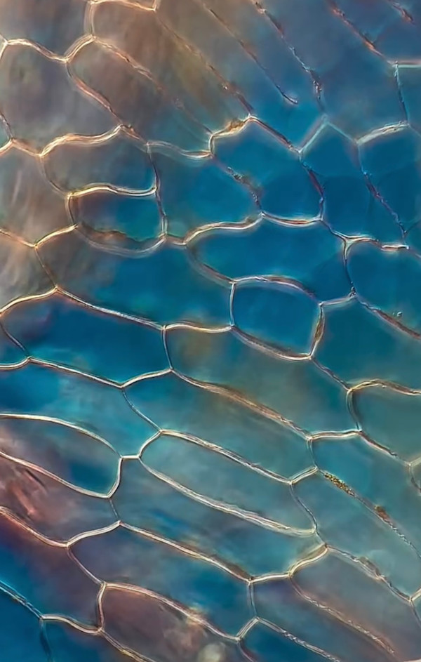 Macro 33 by Robin Moore